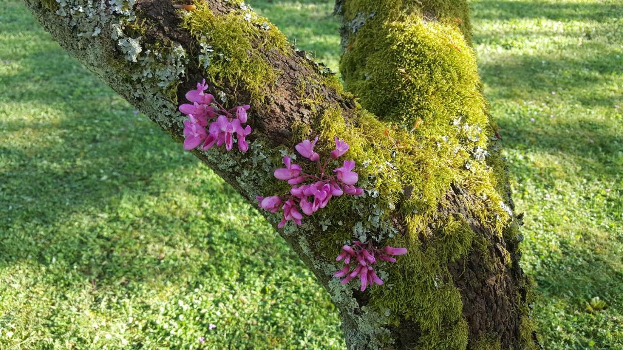 B&B Des Histoires D'Anges - Cote Jardin Tournus Esterno foto